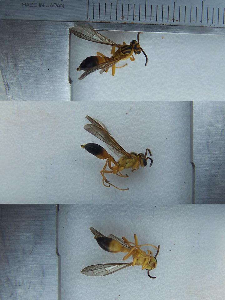 FIGURE 1a FIGURE 1a
